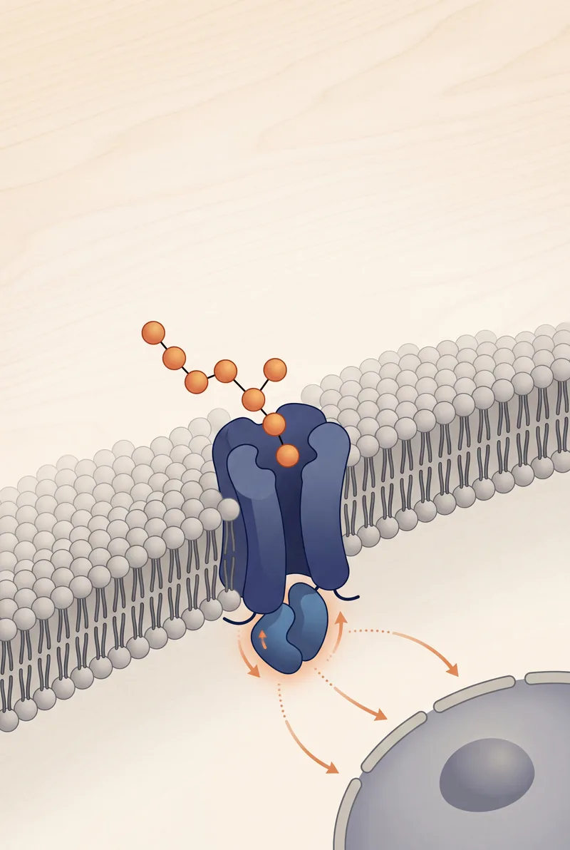 Illustration of a peptide binding to a cell-surface receptor and activating a downstream signaling cascade inside the cell